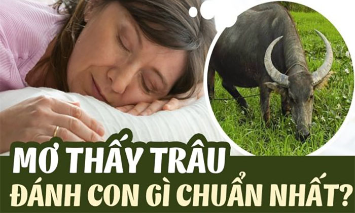 Nằm mơ thấy con trâu đánh con gì?